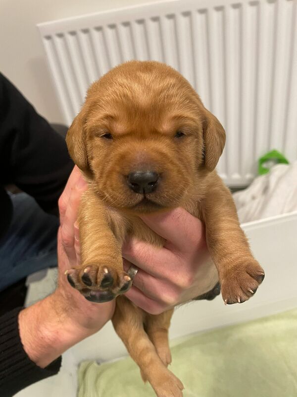 Kc registered fox red labrador puppies cheap