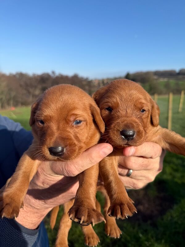 Beautiful KC Registered Fox Red Labrador Pups