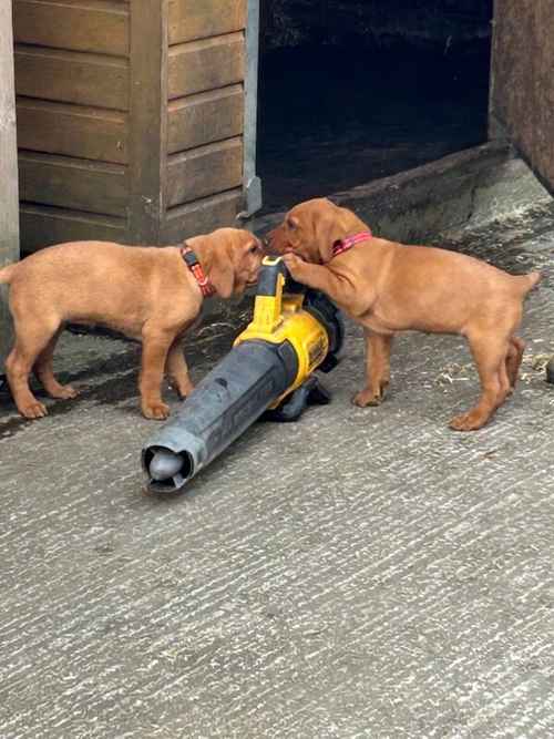 Beautiful KC registered fox red puppies READY TO GO for sale in Leek Staffordshire 