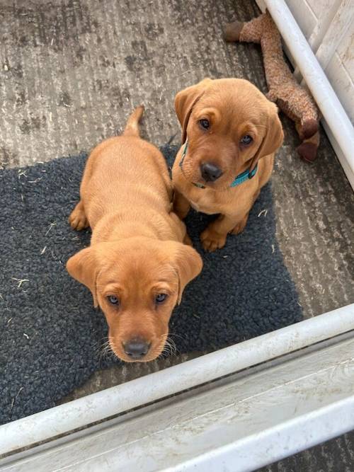 Beautiful KC registered fox red puppies READY TO GO for sale in Leek Staffordshire - Image 2