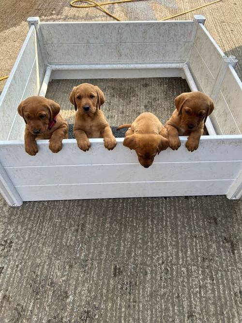 Beautiful KC registered fox red puppies READY TO GO for sale in Leek Staffordshire - Image 3