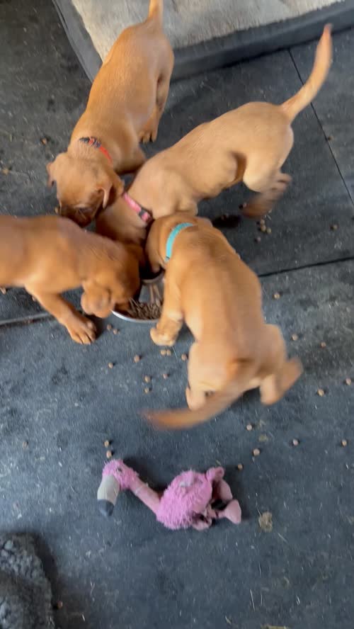 Beautiful KC registered fox red puppies READY TO GO for sale in Leek Staffordshire 