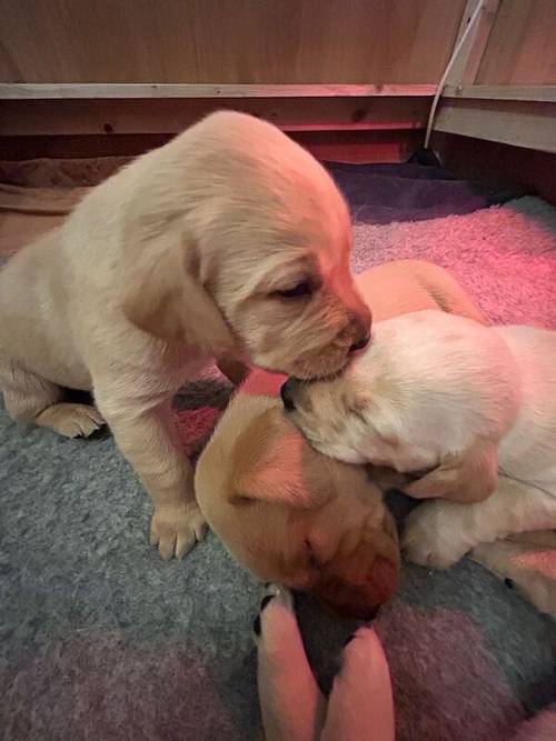 Beautiful KC Registered Labrador Puppies for sale in Rickmansworth, Hertfordshire - Image 6