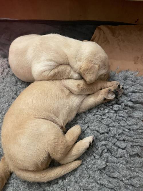 Beautiful KC Registered Labrador Puppies for sale in Rickmansworth, Hertfordshire - Image 12