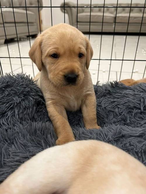 Beautiful KC Registered Labrador Puppies for sale in Rickmansworth, Hertfordshire - Image 2