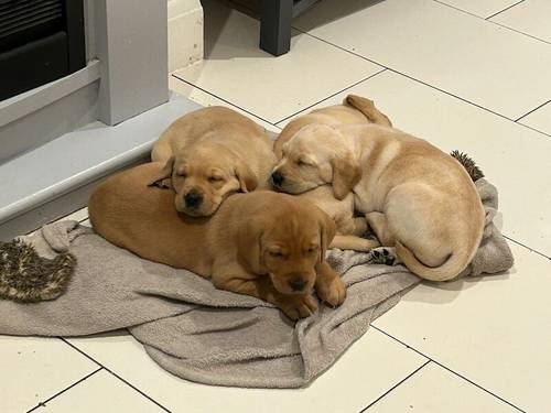 Beautiful KC Registered Labrador Puppies for sale in Rickmansworth, Hertfordshire - Image 5