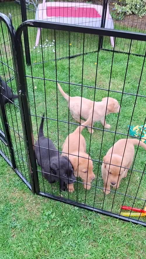 Beautiful KC Registered Labrador Puppies for sale in Stourbridge, West Midlands