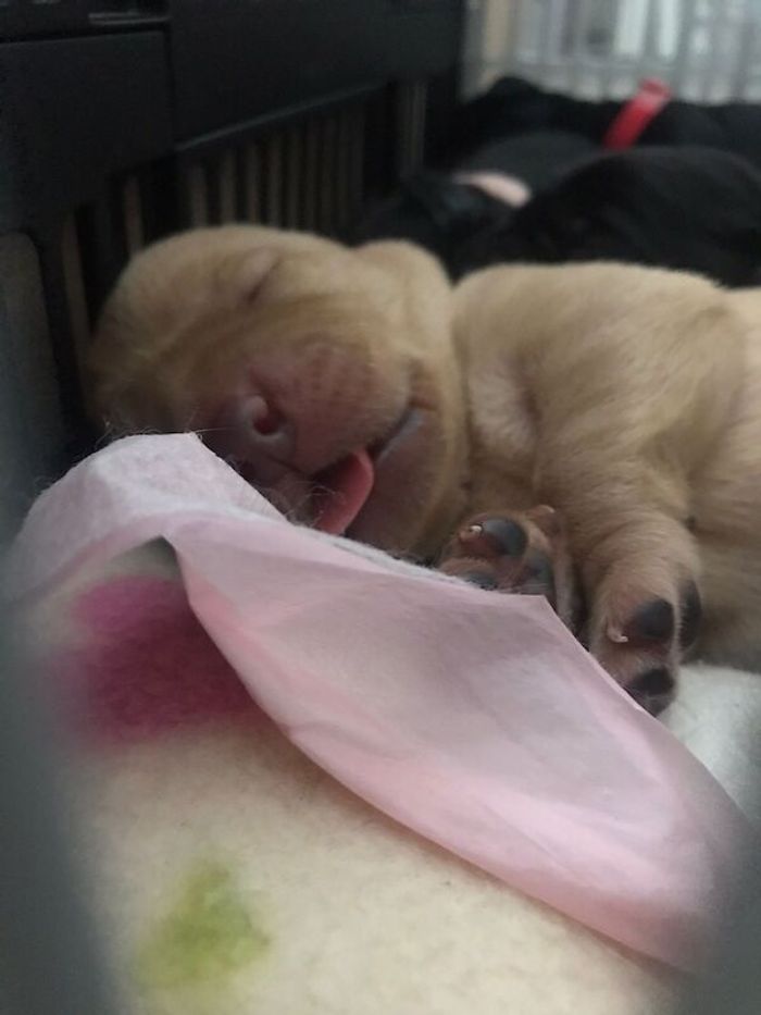 Labrador Retriever puppies for sale in Melton Mowbray, Leicestershire – KC registered, 1 week old