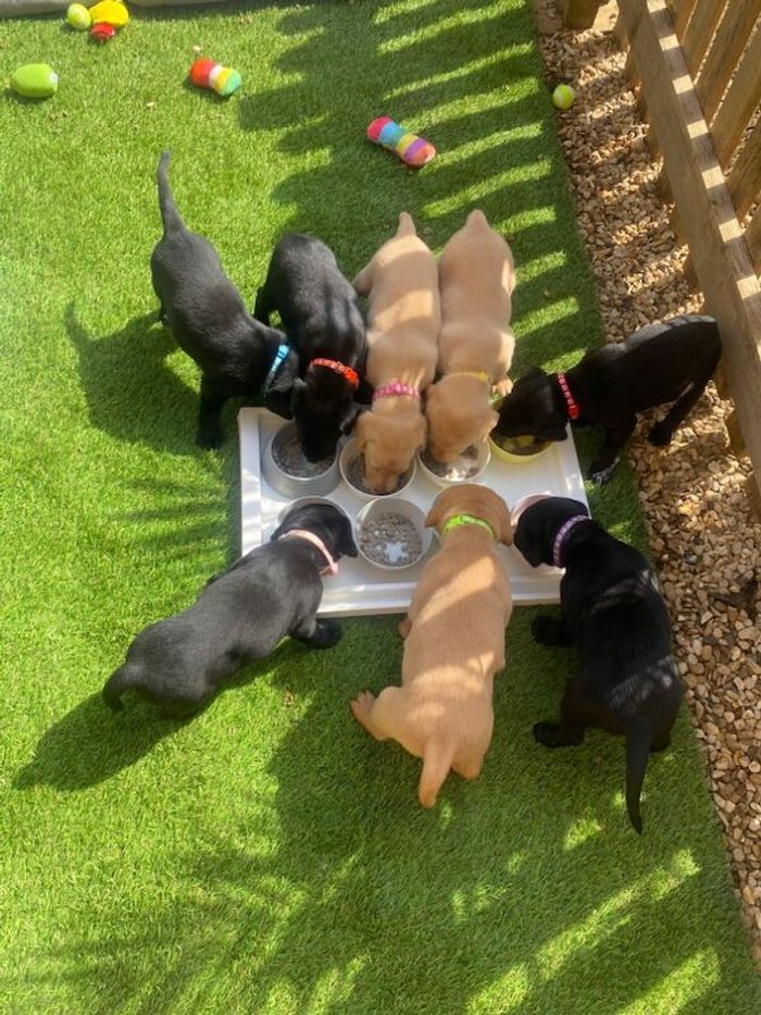 Labrador Retriever puppies for sale in Melton Mowbray, Leicestershire – KC registered, 8 weeks old