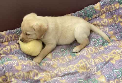 Beautiful KC Registered Labrador Puppies looking for loving homes for sale in Dunoon, Argyll and Bute