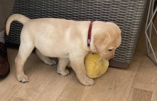Beautiful KC Registered Labrador Puppies looking for loving homes for sale in Dunoon, Argyll and Bute - Image 2