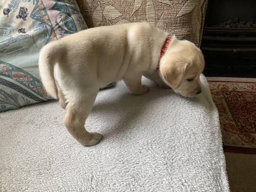 Beautiful KC Registered Labrador Puppies looking for loving homes for sale in Dunoon, Argyll and Bute - Image 9