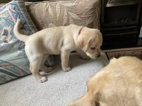 Beautiful KC Registered Labrador Puppies looking for loving homes for sale in Dunoon, Argyll and Bute - Image 12