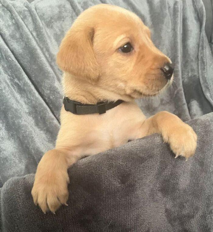 Labrador Retriever puppies for sale in Staines-upon-Thames, Surrey – KC registered, 6 weeks old