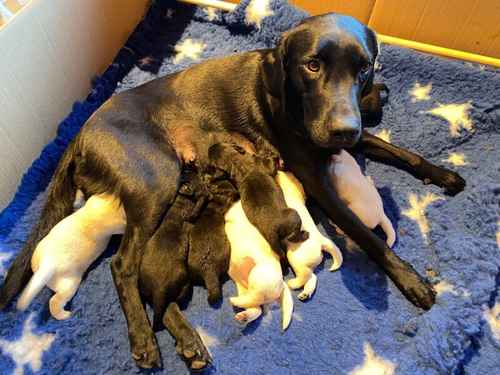 Beautiful KC registered Labradors Puppies for sale in Eyemouth, Scottish Borders