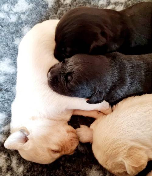 Beautiful KC registered Labradors Puppies for sale in Eyemouth, Scottish Borders - Image 2