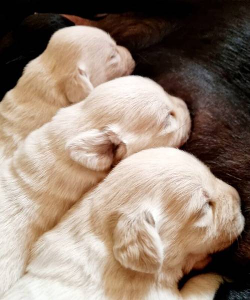 Beautiful KC registered Labradors Puppies for sale in Eyemouth, Scottish Borders - Image 3