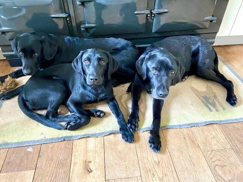 Beautiful KC registered Labradors Puppies for sale in Eyemouth, Scottish Borders - Image 5