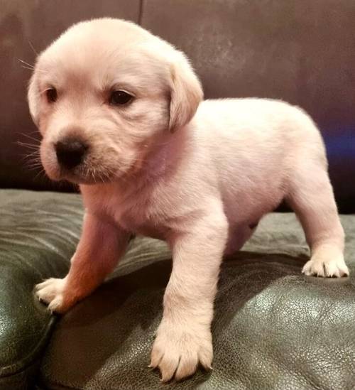 Beautiful KC registered Labradors Puppies for sale in Eyemouth, Scottish Borders - Image 6