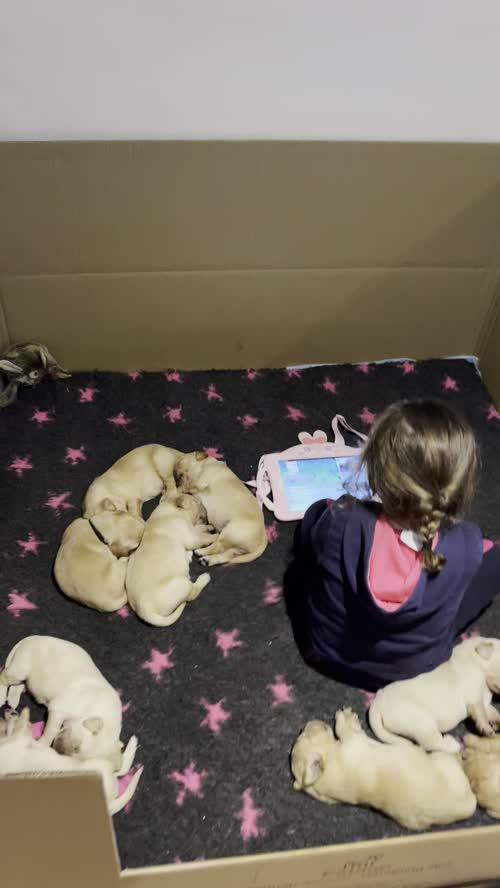 Beautiful KC registered puppies for sale in Haywards Heath, West Sussex