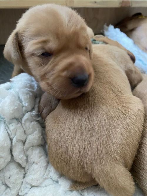 Beautiful KC Registered,Fox Red Labrador Puppies for sale in Croydon, Greater London
