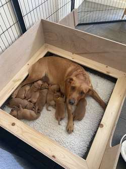 Beautiful KC Registered,Fox Red Labrador Puppies for sale in Croydon, Greater London | Image 2