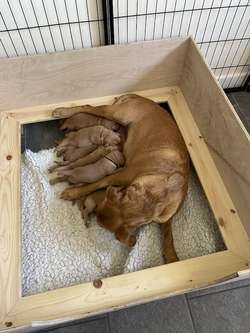 Beautiful KC Registered,Fox Red Labrador Puppies for sale in Croydon, Greater London | Image 3