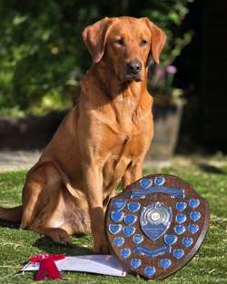 Beautiful KC Registered,Fox Red Labrador Puppies for sale in Croydon, Greater London | Image 4