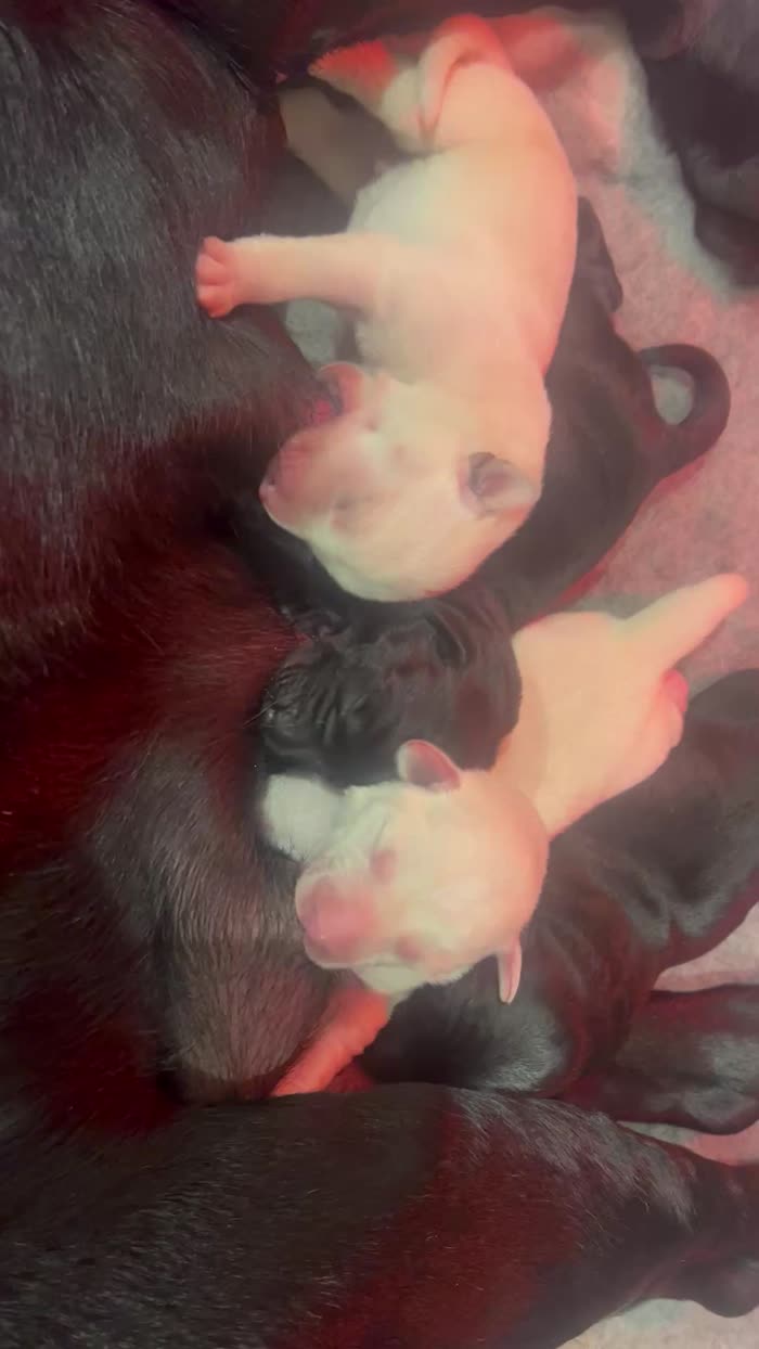 Labrador Retriever puppies for sale in Steeple Claydon, Buckinghamshire – KC registered, 5 days old