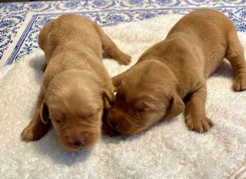 Beautiful KC Yellow Labrador Puppies (Fox Red) - Ready end of June -2024. for sale in London, City of London, Greater London