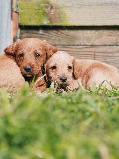 Beautiful labradoodle puppies looking for forever home for sale in TW12 1AD