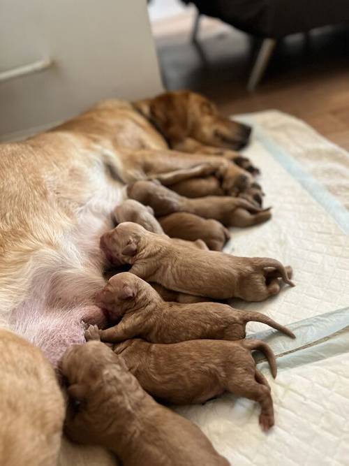 Beautiful labradoodle puppies looking for forever home for sale in TW12 1AD - Image 2