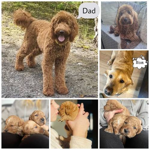 Beautiful labradoodle puppies looking for forever home for sale in TW12 1AD - Image 3