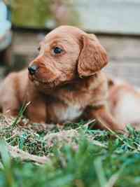 Beautiful labradoodle puppies looking for forever home for sale in TW12 1AD