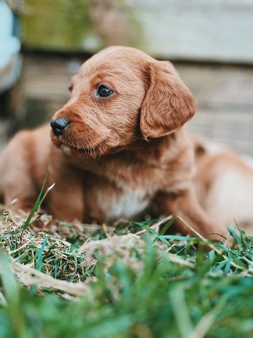 Beautiful labradoodle puppies looking for forever home for sale in TW12 1AD - Image 4