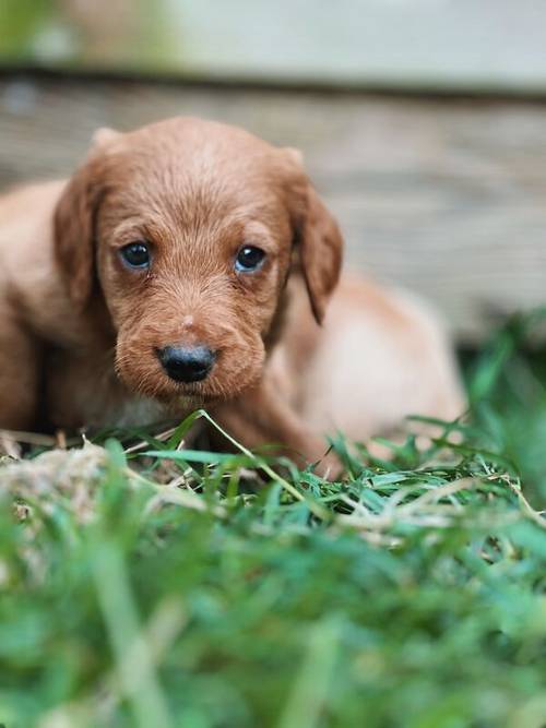 Beautiful labradoodle puppies looking for forever home for sale in TW12 1AD - Image 5