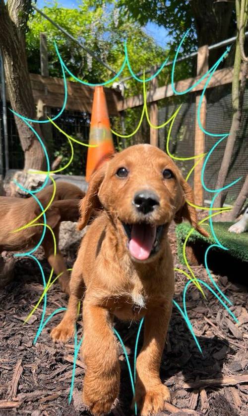 Beautiful labradoodle puppies looking for forever home for sale in TW12 1AD - Image 8