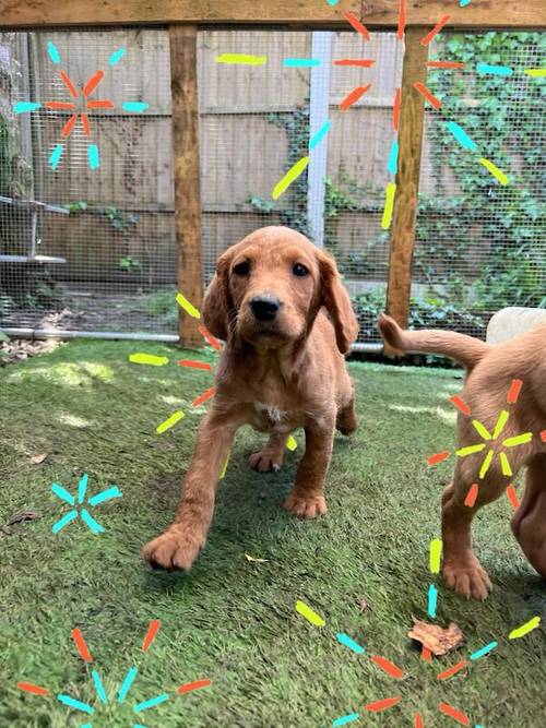 Beautiful labradoodle puppies looking for forever home for sale in TW12 1AD - Image 9