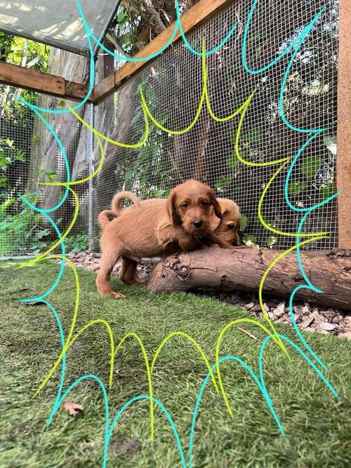 Beautiful labradoodle puppies looking for forever home for sale in TW12 1AD - Image 10