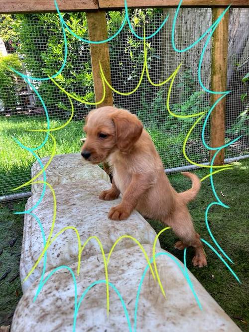 Beautiful labradoodle puppies looking for forever home for sale in TW12 1AD - Image 11