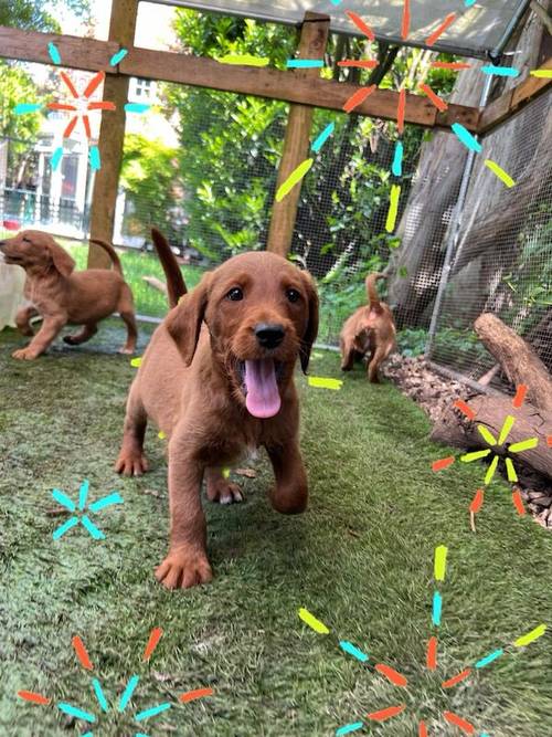 Beautiful labradoodle puppies looking for forever home for sale in TW12 1AD - Image 12