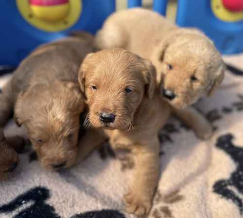 Beautiful labradoodles for sale in Wraysbury, Berkshire