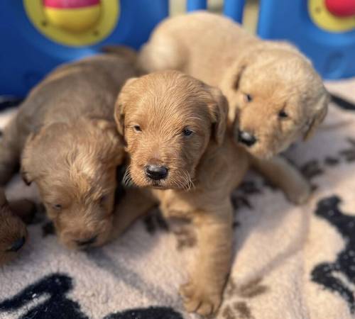 Beautiful labradoodles for sale in Wraysbury, Berkshire - Image 1
