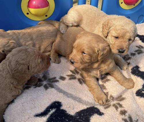 Beautiful labradoodles for sale in Wraysbury, Berkshire - Image 2