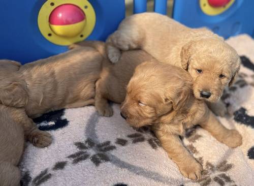 Beautiful labradoodles for sale in Wraysbury, Berkshire - Image 3