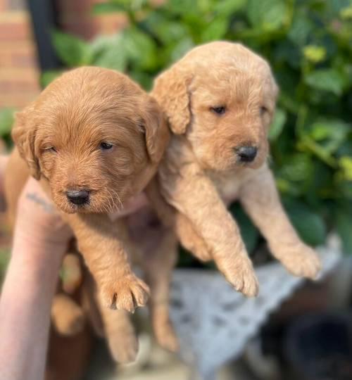 Beautiful labradoodles for sale in Wraysbury, Berkshire - Image 4