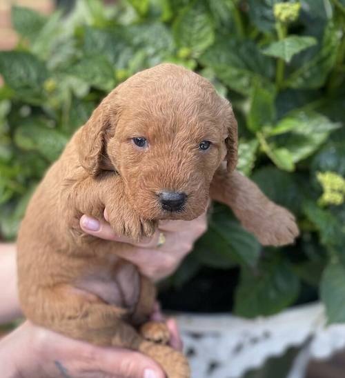 Beautiful labradoodles for sale in Wraysbury, Berkshire - Image 5