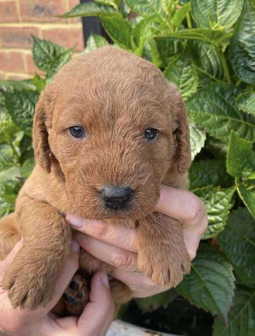 Beautiful labradoodles for sale in Wraysbury, Berkshire - Image 7