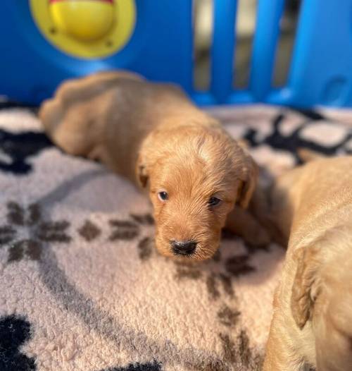 Beautiful labradoodles for sale in Wraysbury, Berkshire - Image 8