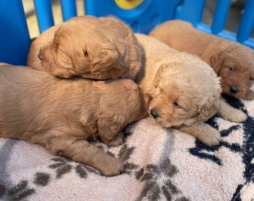 Beautiful labradoodles for sale in Wraysbury, Berkshire - Image 9